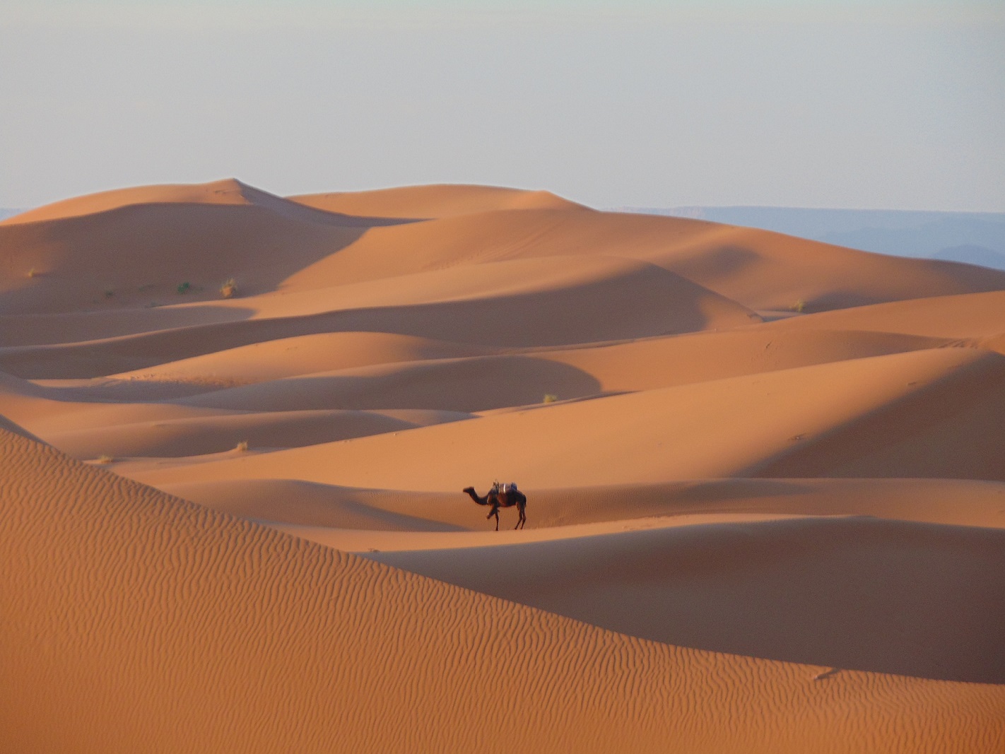 Sahara desert