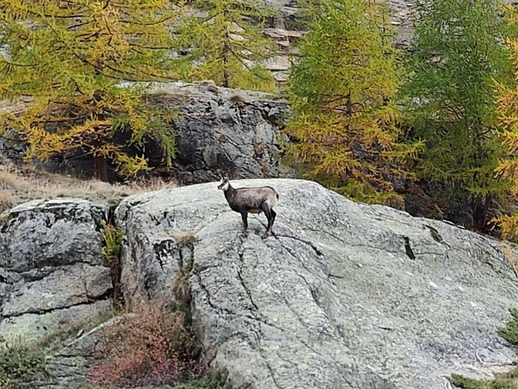 Stambecco Gran Paradiso