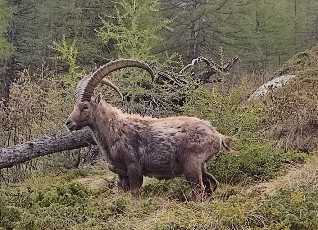 stambecco gran paradiso