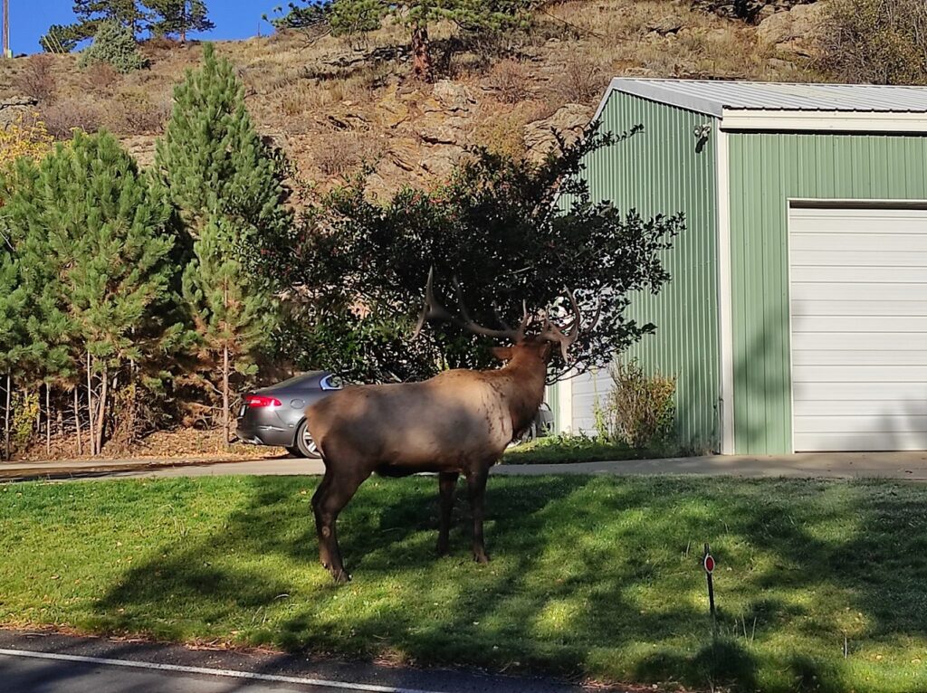 Cervo Estes Park