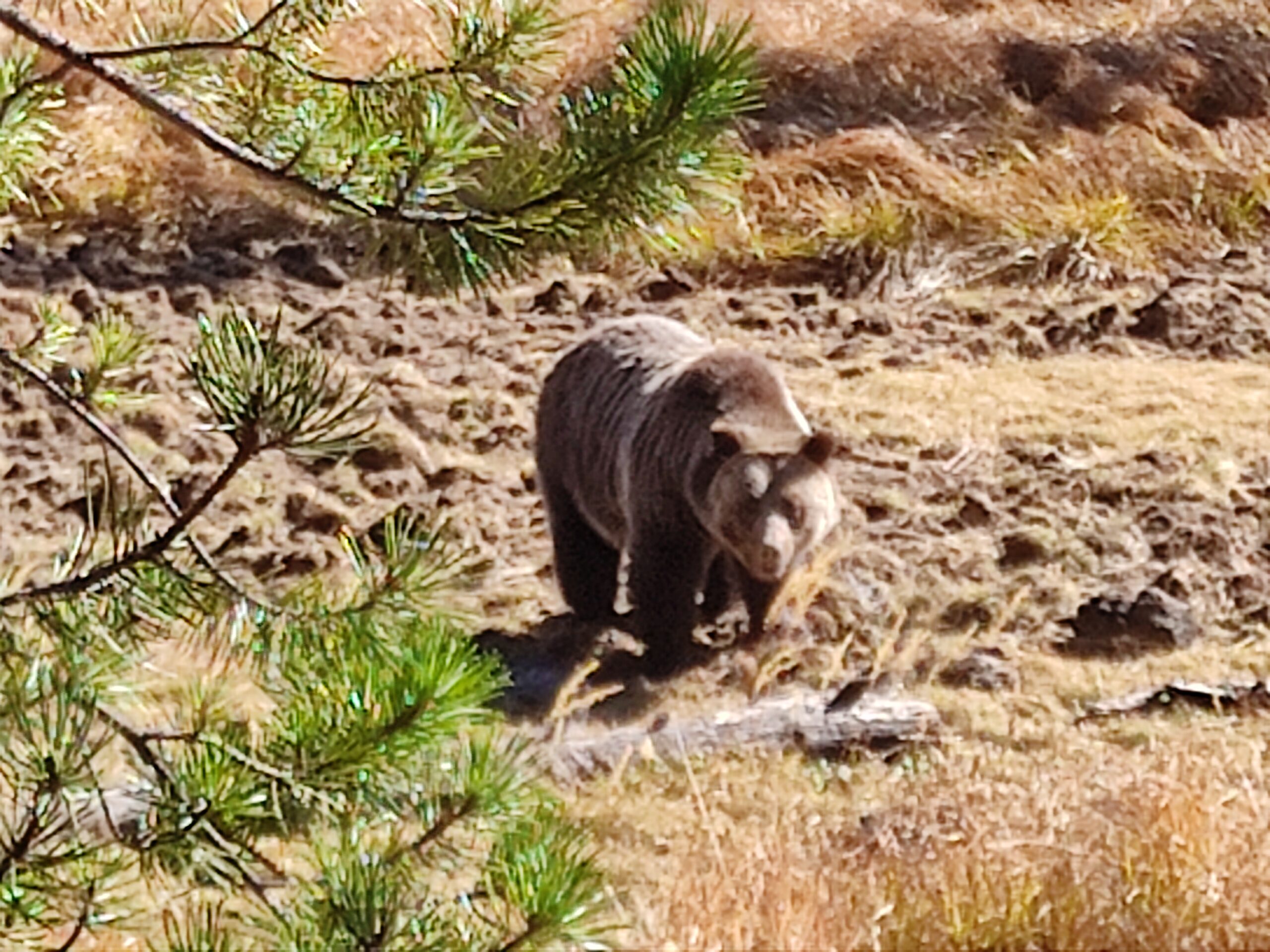 Like Bear 399 Queen of the Yellowstone