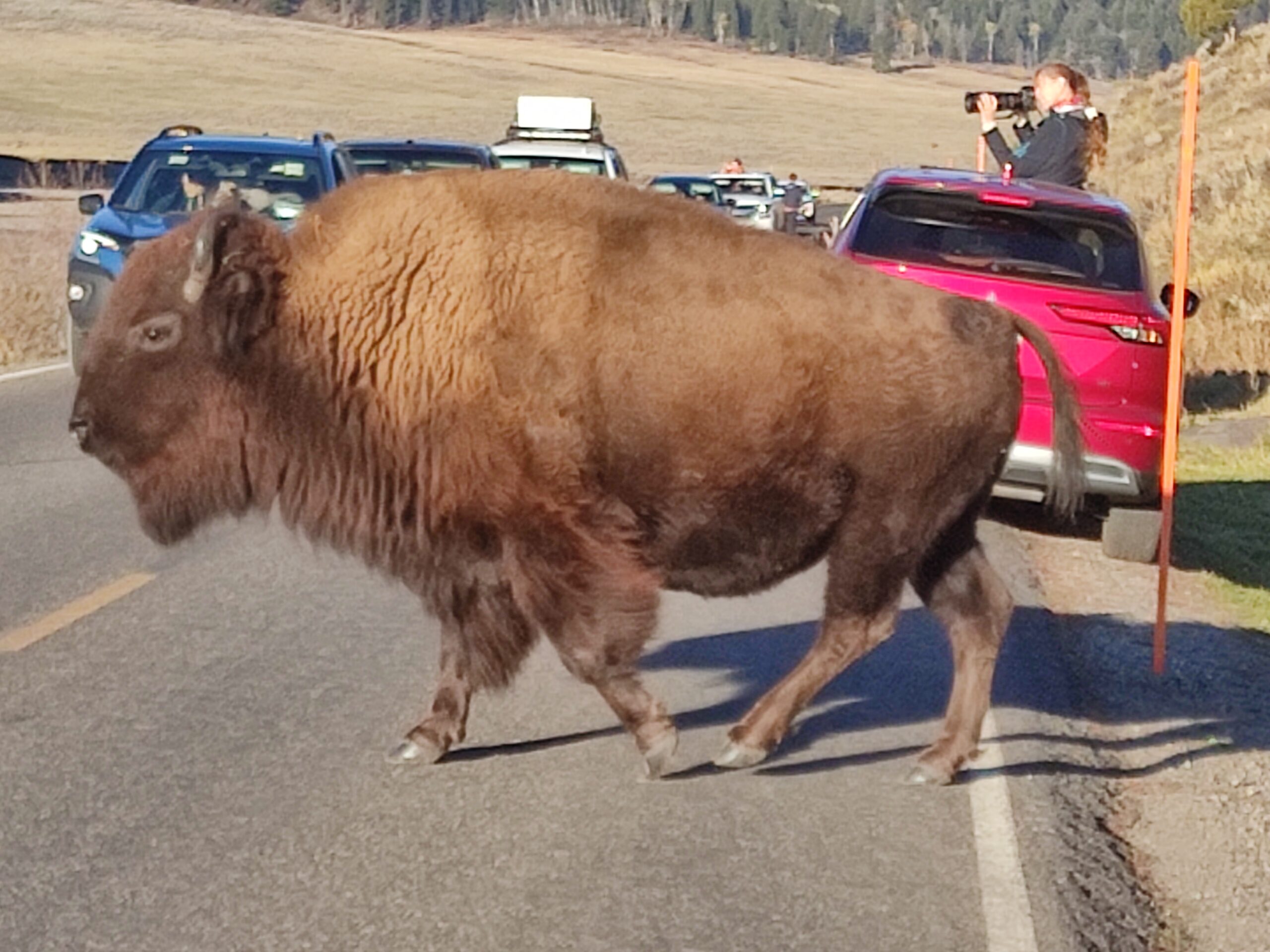 bufali yellowstone