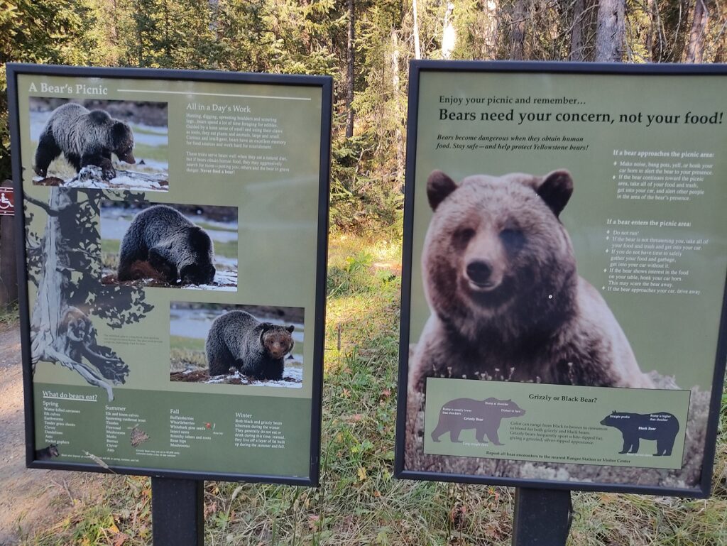 Grizzly vs black bear.