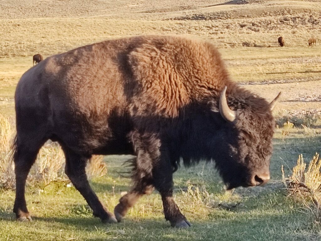 bufalo yellowstone