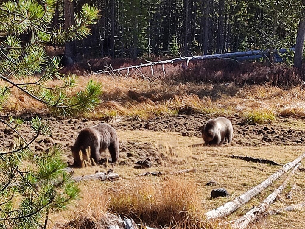 yellowstone bears